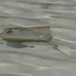 A sting ray!