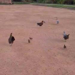 Dass äs ou vo hüt no äs Viedo het.