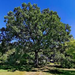 What a huge Oak tree!