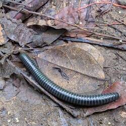 A worm size 38 ahhaha