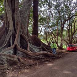 Moreton Bay fig trees, Hundred Acres