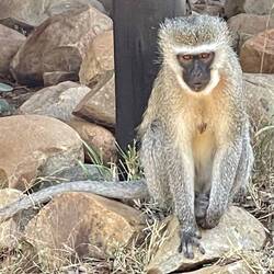 Vervet monkey