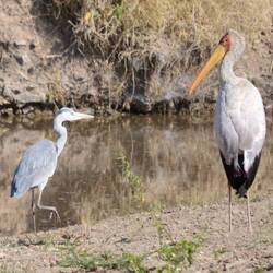 Gray heron and yellow-billed stork