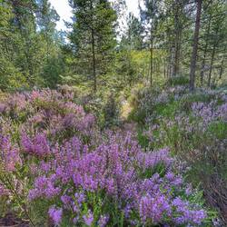 Wo ist jetzt der Weg. Ganz schön zugewachsen manchmal.