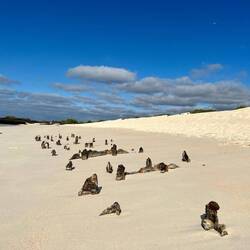 Reste vom alten Boot