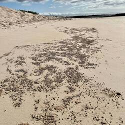 Essensreste der kleinen Krebse