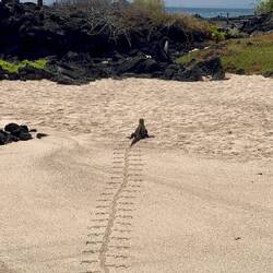 Marine-Iguana