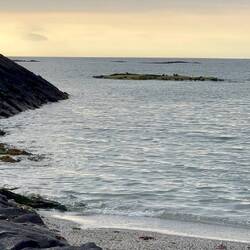 Iguanas am Algen fressen