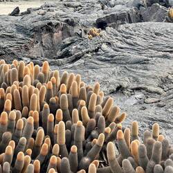 endemic lava cactus