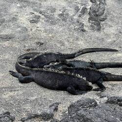 Gruppenkuscheln für die Nacht