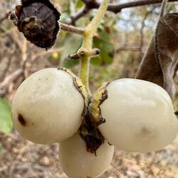 Der Saft dieser Beeren klebt wie Sekundenkleber