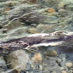 Immer stromaufwärts....