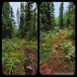 Ich liebe diese Wälder: Gnome, Elfen fehlen noch