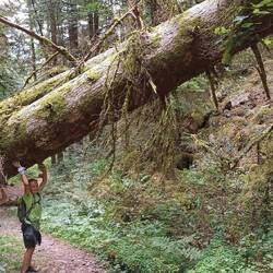 Schon anstrengend, so einen großen Baum aus dem Weg zu räumen 💪🏼