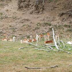 vorbei am Wildgehege, bis hin...