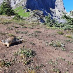 Murmeltiere und Streifenhörnchen überall