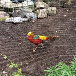 Ein wunderschöner Goldfasan