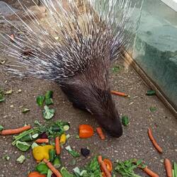 Ein Besuch bei den Stachelschweinen...
