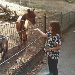 Auch die Alpakas haben was bekommen