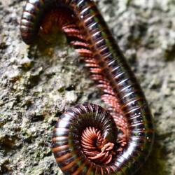 Faszinierender Tausendfüßler