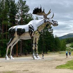 Hier gibt es sogar Elche