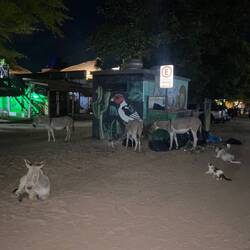 Esel häts au überall ☺️