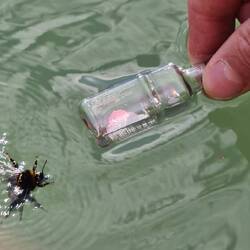 Noch eine Hummel gerettet🐝