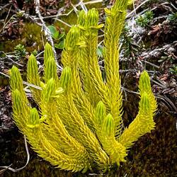 Tundra detail — Inussuit Tasersuat, Greenland.