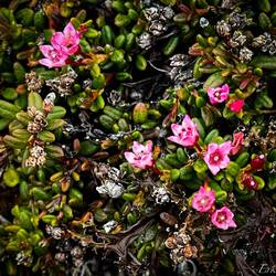 Creeping azalea — Inussuit Tasersuat, Greenland.