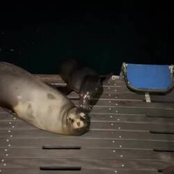 Abendunterhaltung auf dem Boot