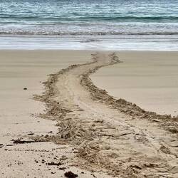 Seaturtle Spuren