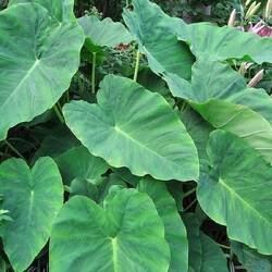 Dasheen leaves