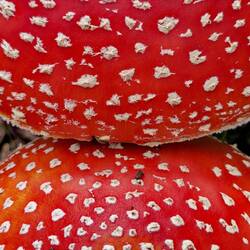 Pretty toadstools!