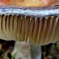 An alien denture?