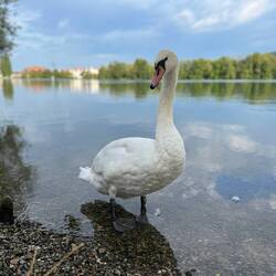 Ein Schwan besucht uns beim Frühstück