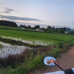 Abends Moped fahren über die Reisfelder