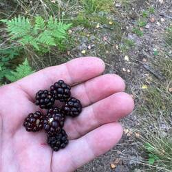 Und die waren jetzt alle reif und die Büsche hingen voll 😋