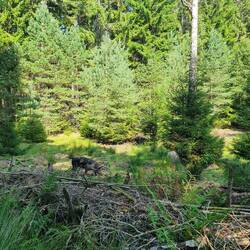 🐖 im "Bronzedorf" nahe der Felsen