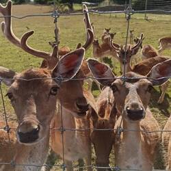 Als wenn die Rehe und Hirsche schon auf uns gewartet haben 🦌🦌