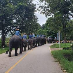 Elefantenmarsch mit Trommel