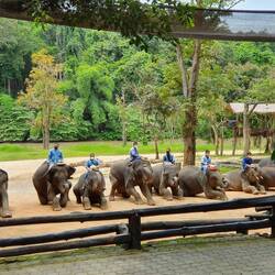 Vorstellung der Elefanten