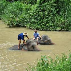 Elefantenbaden