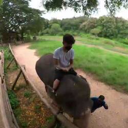 Ritt auf dem Elefanten