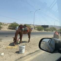 And horses. This is next to a freeway. Nice to see he at least had watwr