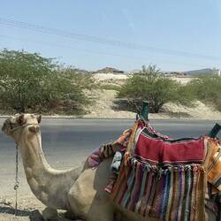 Camels just sitting on the side of the road all day for rides 😢