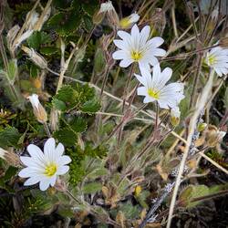 Cerastium alpinum (alpine mouse-ear or alpine chickweed) — Eqip Sermia, Greenland.