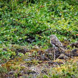 Lapland larkspur — Eqip Sermia, Greenland.