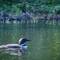 A loon / Ein Seetaucher