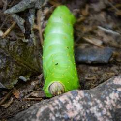 Enormous caterpillar/ Riesige Raupe