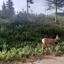 Elk